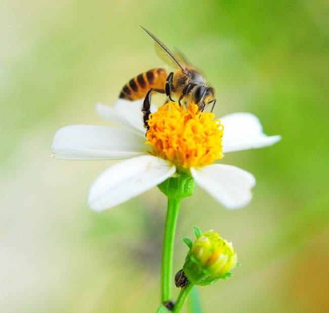 中华蜜蜂常见的疾病是什么，该怎么防治？