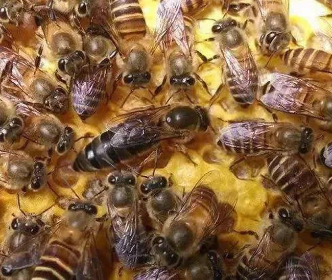 中华蜜蜂常见的疾病是什么，该怎么防治？