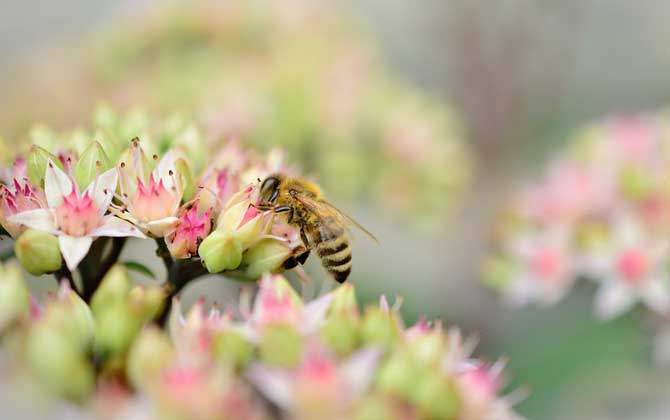 蜜蜂飞进花蜜里如何采蜜