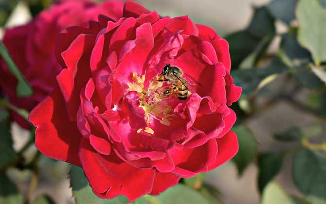 蜜蜂飞进花蜜里如何采蜜