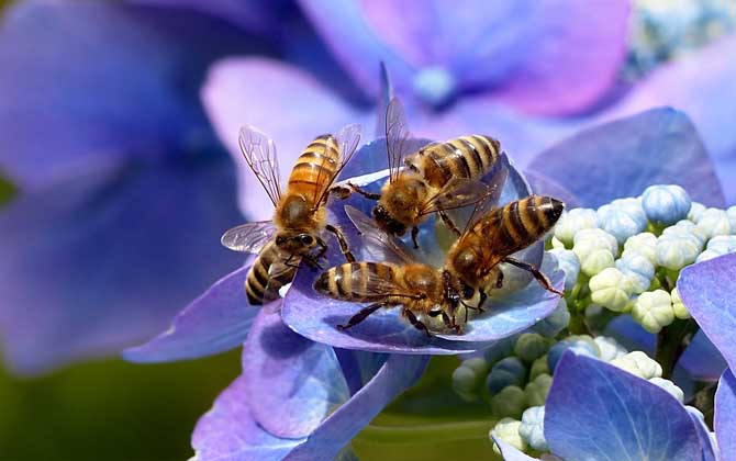 蜜蜂飞进花蜜里如何采蜜