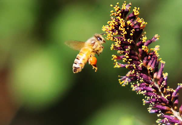 【蜜蜂知识】什么品种的中蜂蜂王最好？
