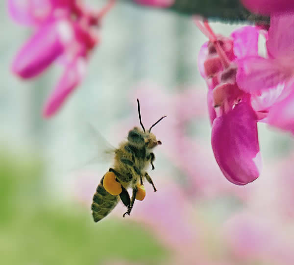 【蜜蜂知识】什么品种的中蜂蜂王最好？