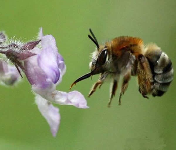 【蜜蜂知识】什么品种的中蜂蜂王最好？