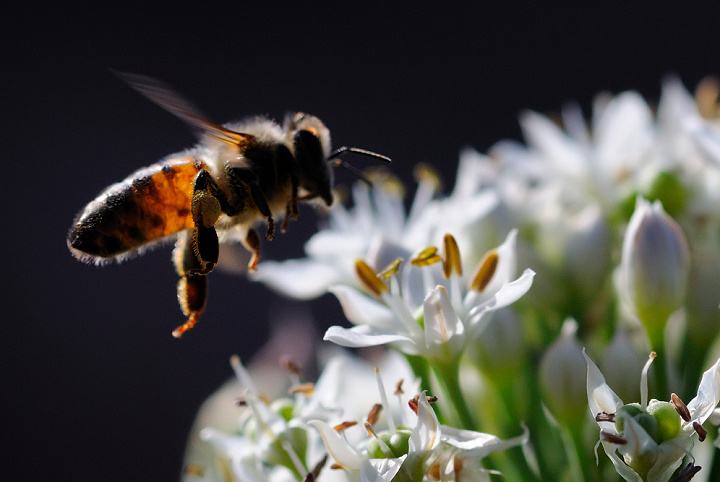 意大利蜜蜂一年可以繁殖几箱?