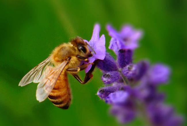 意大利蜜蜂一年可以繁殖几箱?