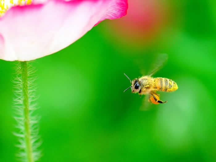 意大利蜜蜂一年可以繁殖几箱?