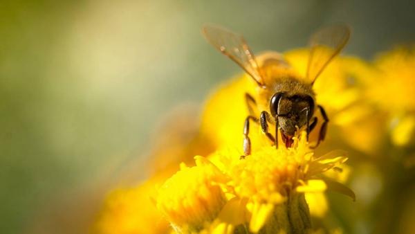 蜜蜂吃了蜂王浆是怎么变成蜂王（蜂王是怎么长出来的）
