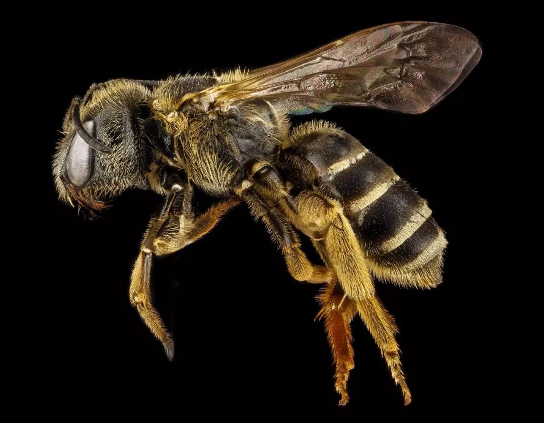 蜜蜂吃了蜂王浆是怎么变成蜂王（蜂王是怎么长出来的）