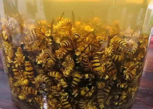 胡蜂养殖市场分析（学点皮毛轻松掌握胡蜂养殖技术）