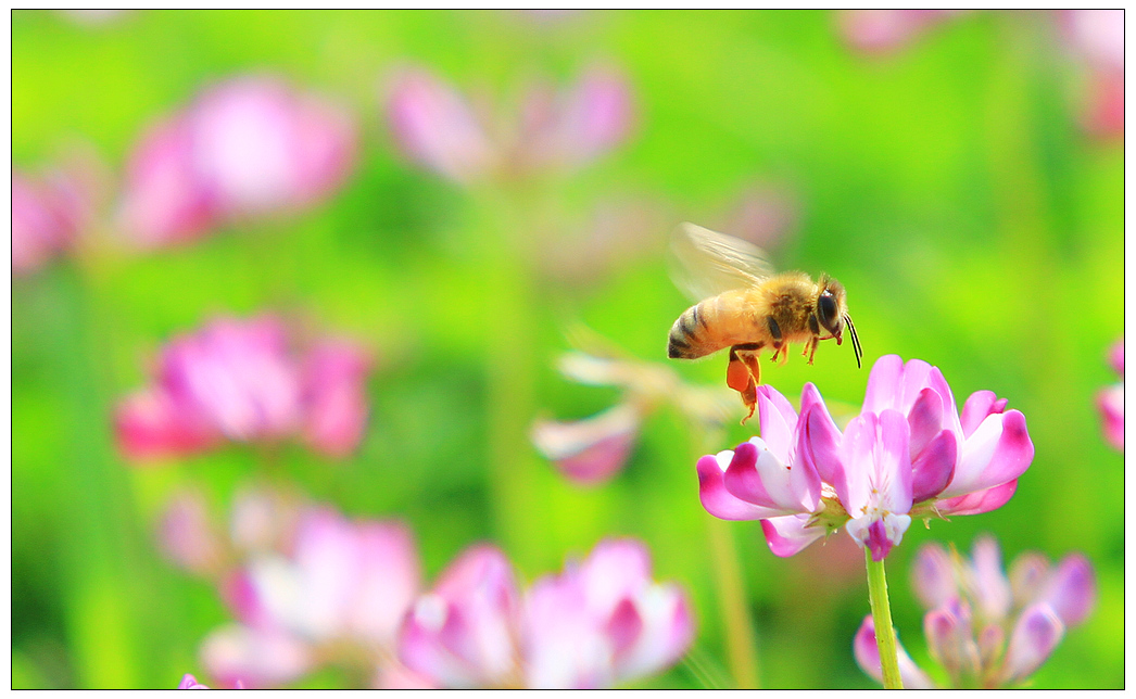 蜜蜂最怕什么味道会跑？