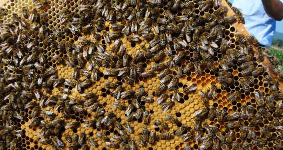 东北黑蜂是土蜂还是意蜂（东北黑蜂和中华蜜蜂的区别）