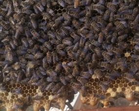 蜜蜂是先找窝再分蜂吗（蜜蜂找窝和侦查的先后顺序）？