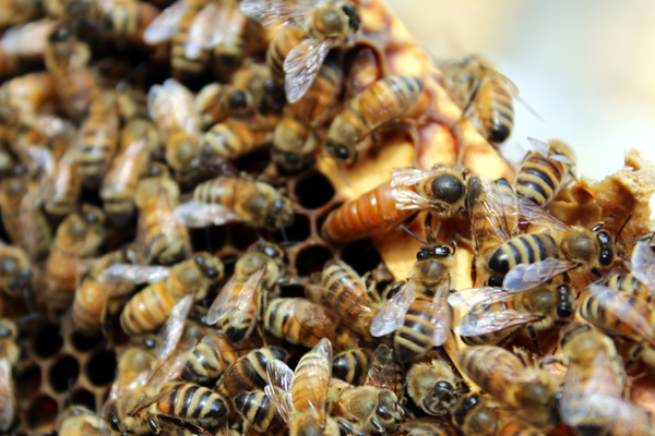 蜜蜂是先找窝再分蜂吗（蜜蜂找窝和侦查的先后顺序）？