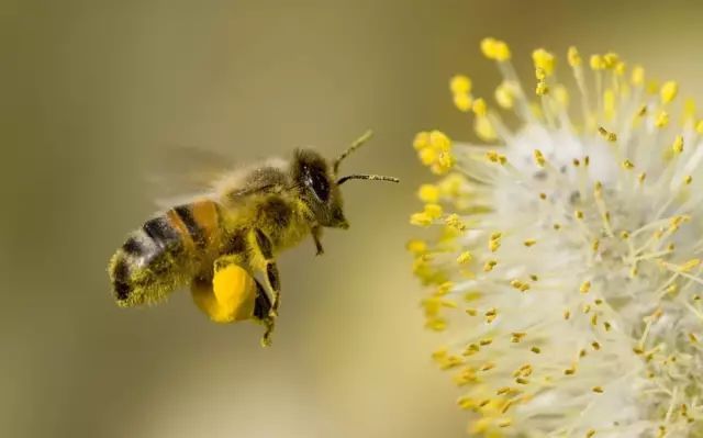 云贵高原中蜂能采集槐花吗（购买的蜂蜜很稀是不是假的）