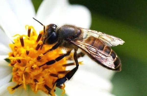 胡蜂为什么杀蜜蜂（为何蜜蜂经常被咬死）
