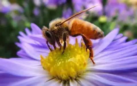 高加索蜂的盗性如何（细数高加索蜜蜂生物学特征）