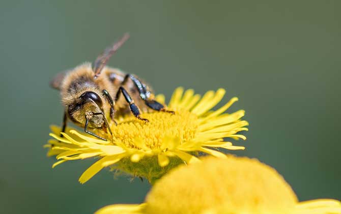 蜜蜂有什么特点