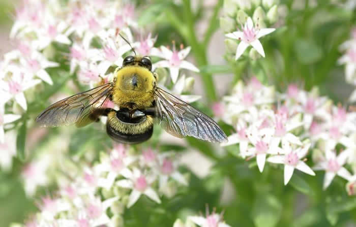 熊蜂