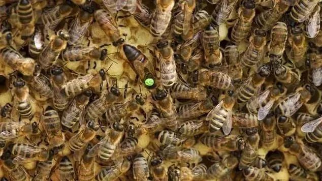 ​工蜂只采粉是什么原因（为什么蜜蜂只采花粉是什么原因）