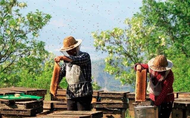 土蜂蜜价格大概多少钱一斤？