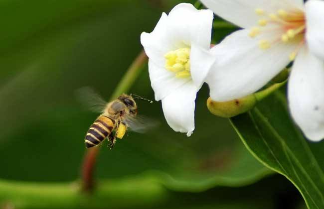 土蜂蜜价格大概多少钱一斤？