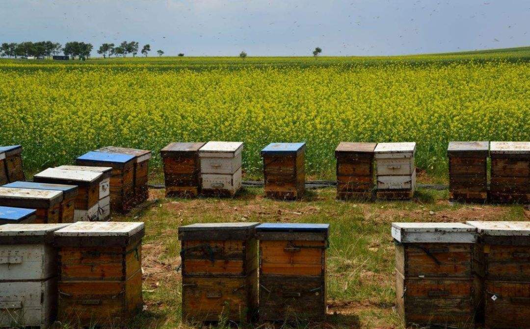 土蜂蜜价格大概多少钱一斤？