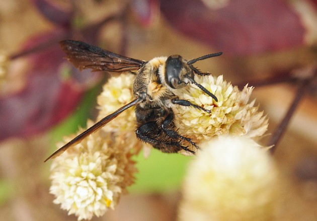 采蜜的蜂有哪些品种（采蜜的蜂种介绍）