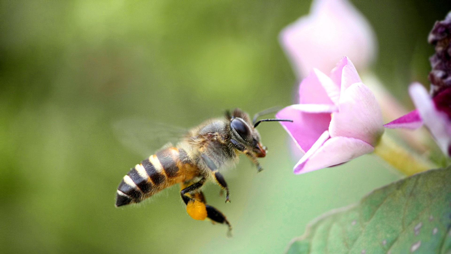 蜂螨药的种类及用法大全（治疗蜜蜂蜂螨虫的药有哪几种）