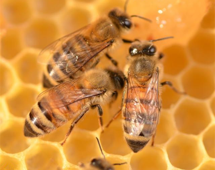 蜜蜂是完全变态发育吗（蜜蜂的完全变态发育过程）