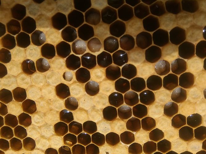中蜂囊状幼虫病如何防治？