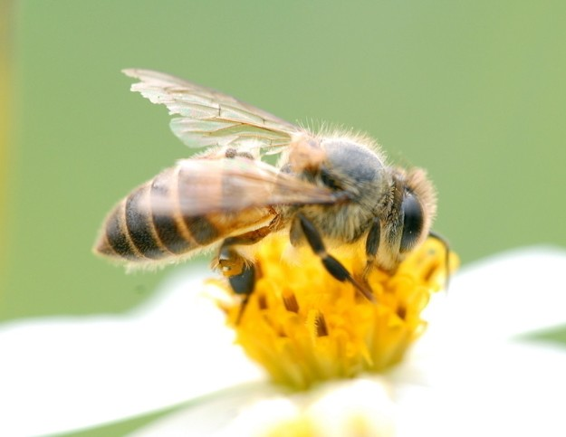 阿坝中蜂工蜂幼蜂是什么颜色的（四种颜色的中蜂哪种最好）
