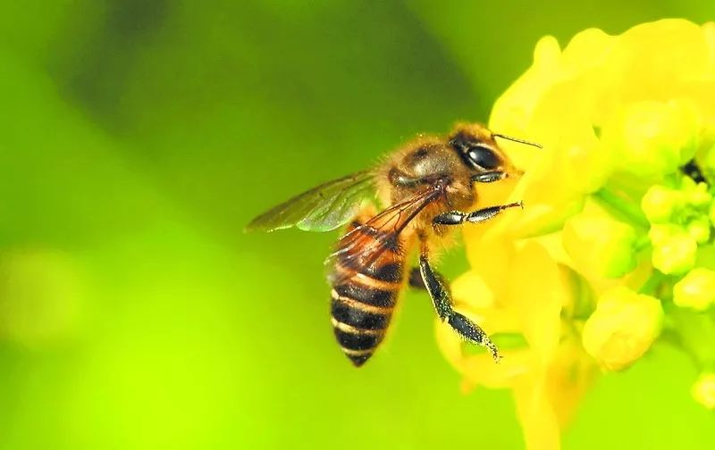 杀死蜜蜂会有什么后果