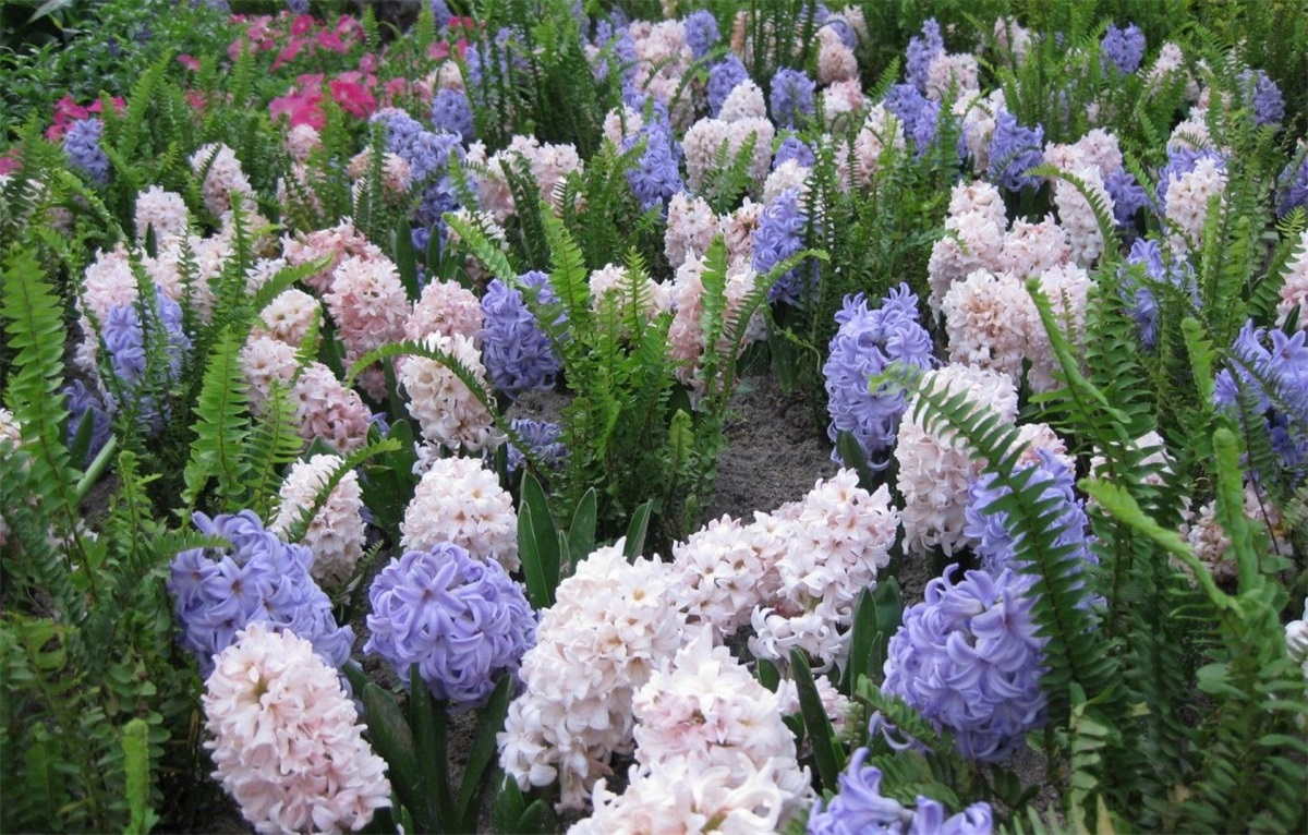 风信子的花语是什么（风信子的花语和传说）