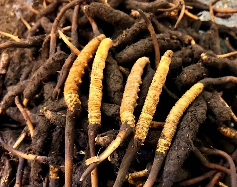 冬虫夏草究竟是虫还是草