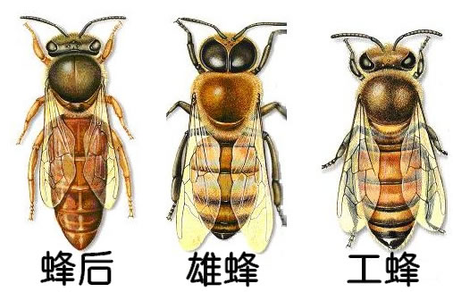 为什么雄蜂和蜂后交配完就会死