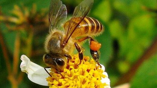 蜂蛰了是鸿运当头的兆头吗