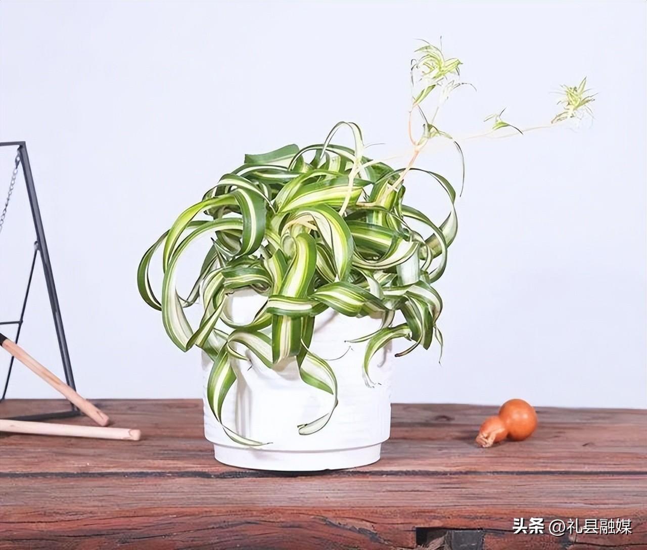 吊篮都有哪些品种图片（常见的18个吊兰种类及图片）