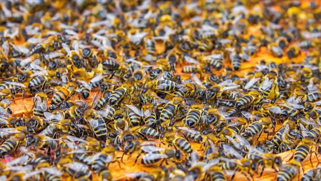 工蜂在多少脾时蜂王产卵最多繁殖最快