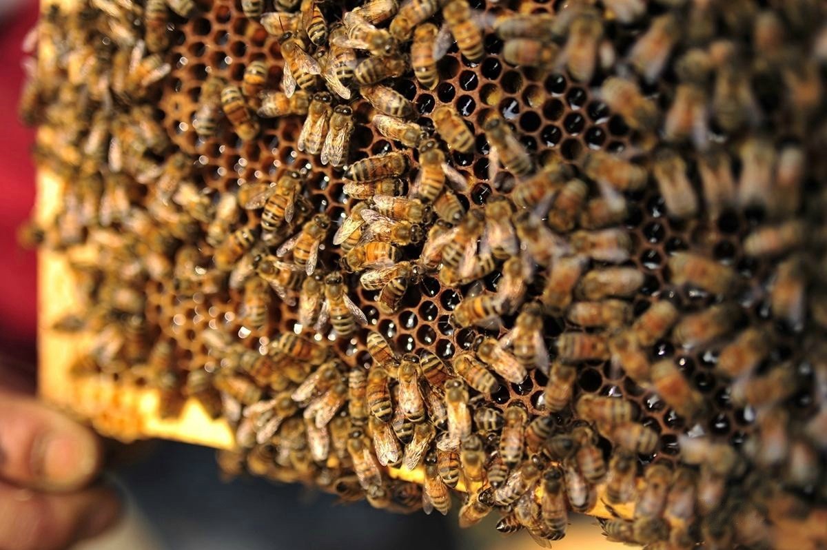 工蜂在多少脾时蜂王产卵最多繁殖最快