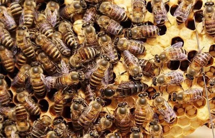 中华蜜蜂有几个品种（常见中蜂品种介绍）