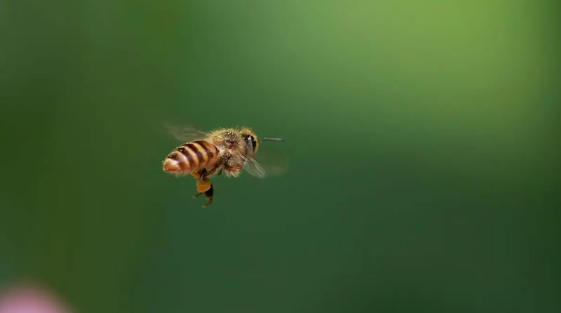 蜜蜂为什么老是围着我转（蜜蜂围着转的意思）