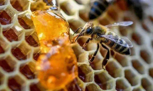 土养中蜂如何取蜜（中蜂土养取蜜方法）