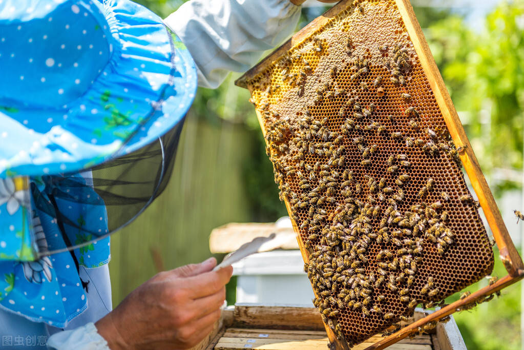 土法养蜂怎么割蜜而保留蜂群