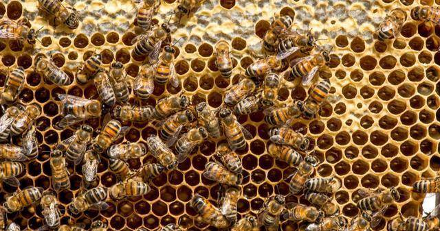 土法养蜂怎么割蜜而保留蜂群