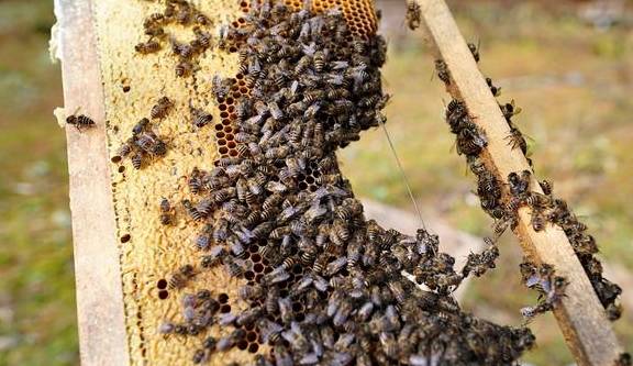 带幼虫和蜂王怎么取蜜（高效取蜜方法）