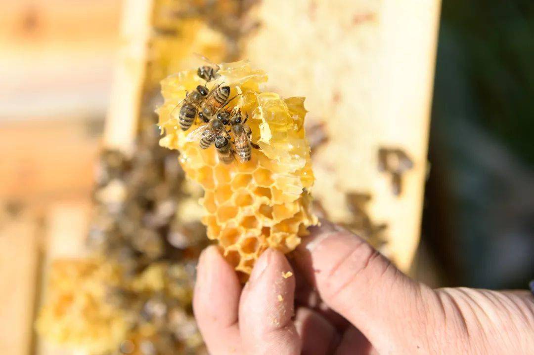 带幼虫和蜂王怎么取蜜（高效取蜜方法）