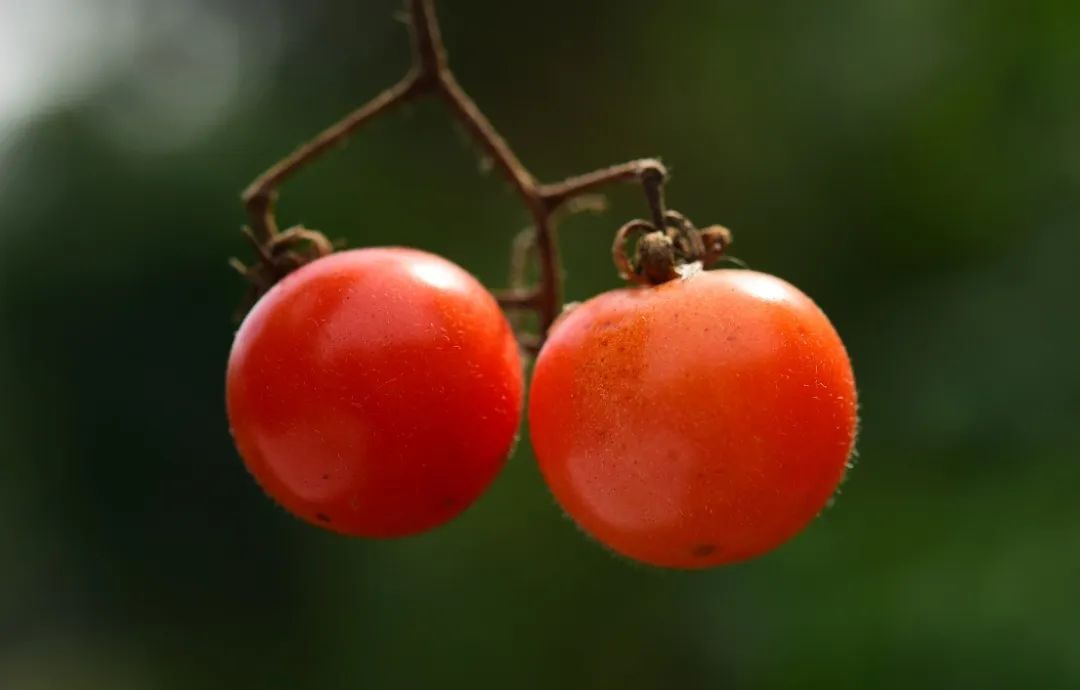 西红柿什么时候传入中国（番茄起源地和流入中国的时间）