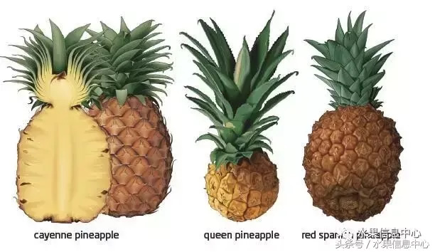 菠萝的产地有哪些地方（菠萝的产地和品种介绍）