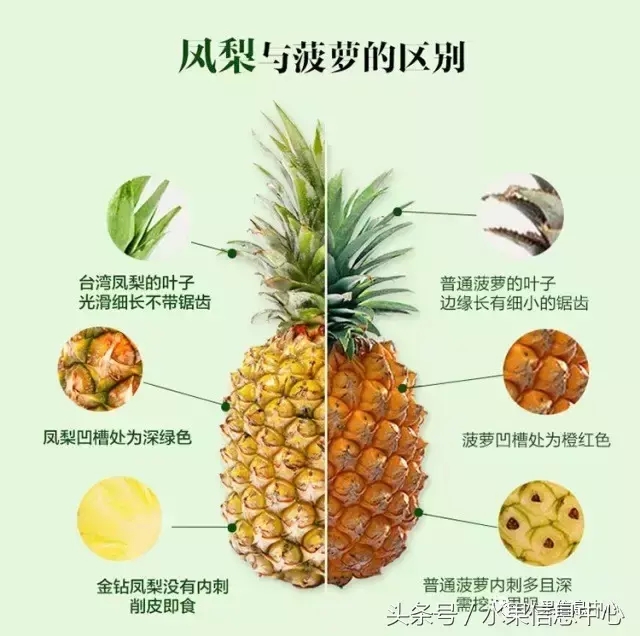 菠萝的产地有哪些地方（菠萝的产地和品种介绍）